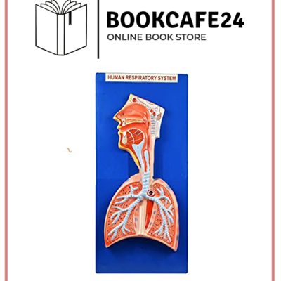 MODEL RESPIRATORY SYSTEM ON BOARD